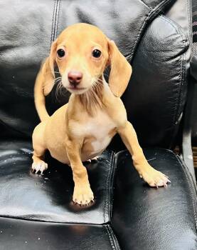 Chiweenies -  Dachshund and Chihuahua Dog for Adoption in Council Bluffs, Iowa - Chiweenies | PetCurious