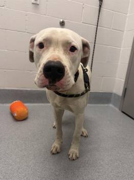 BOSS -  Dogo Argentino Dog for Adoption in Indianapolis, Indiana - BOSS | PetCurious
