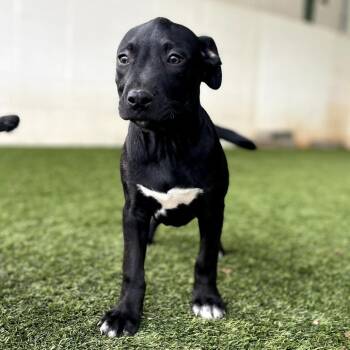 Mixed Breed Dogs Available for Adoption - Gizmo 7791 | PetCurious