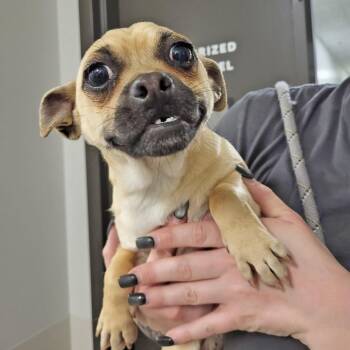 Mixed Breed Dogs Available for Adoption - Ron | PetCurious