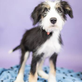 Hazel -  Australian Shepherd Dog for Adoption in Portland, Oregon - Hazel | PetCurious