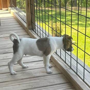 Collie and Mixed Breed Dogs Available for Adoption in Griswold, Connecticut - Colt | PetCurious