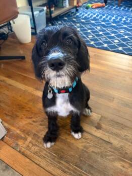 Harvey -  Poodle and Labrador Retriever Dog for Adoption in Millcreek, Utah - Harvey | PetCurious