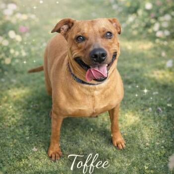 Mixed Breed Dogs Available for Adoption - Toffee | PetCurious