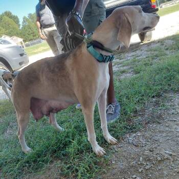 Georgia 4476 -  Coonhound Dog for Adoption in Loxahatchee Groves, Florida - Georgia 4476 | PetCurious