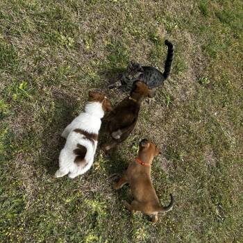 German Shepherd Dog and Labrador Retriever Dogs Available for Adoption in Fayetteville, Georgia - Cosmo | PetCurious