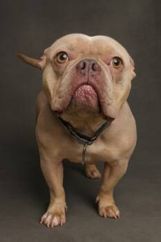 Rescue American Staffordshire Terrier and French Bulldog Dogs for Adoption in Hardeeville, South Carolina - Francois | PetCurious