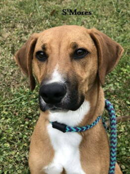 Rescue Hound Dogs for Adoption in Elkins, West Virginia - S'Mores | PetCurious