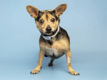 JENNA -  Chihuahua Dog for Adoption in Phoenix, Arizona - JENNA | PetCurious