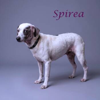 Rat Terrier and Mixed Breed Dogs Available for Adoption in Lebanon, Tennessee - Spirea D23-099 | PetCurious