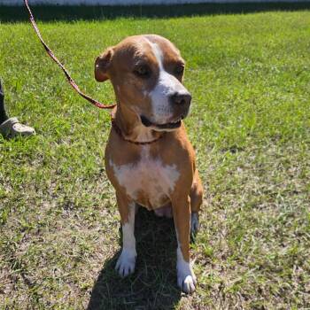 Ella 8055 -  Australian Shepherd and Mixed Breed Dog for Adoption in Loxahatchee Groves, Florida - Ella 8055 | PetCurious