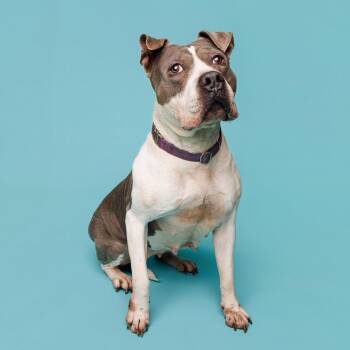 Diamond -  Mixed Breed Dog for Adoption in Dubuque, Iowa - Diamond | PetCurious