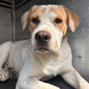 Kilo -  Shepherd Dog for Adoption in Edinburg, Texas - Kilo | PetCurious