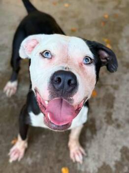 Hippo -  Pit Bull Terrier Dog for Adoption in Chicago, Illinois - Hippo | PetCurious