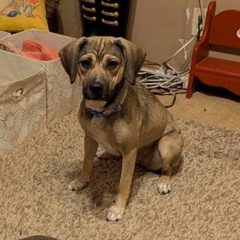 Little Lady -  Mixed Breed Dog for Adoption in Huntington, West Virginia - Little Lady | PetCurious