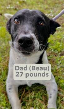 Pup Diane -  Jack Russell Terrier and Dachshund Dog for Adoption in Washington, District Of Columbia - Pup Diane | PetCurious