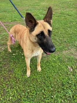 German Shepherd Dog Dogs Available for Adoption in Palm Harbor, Florida - Urgent Foster Needed For Reba | PetCurious