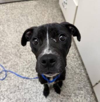 Dill -  Pit Bull Terrier and Mixed Breed Dog for Adoption in Westland, Michigan - Dill | PetCurious