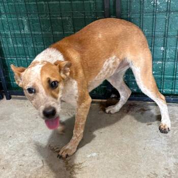 Bristol -  Cattle Dog Dog for Adoption in Birmingham, Alabama - Bristol | PetCurious