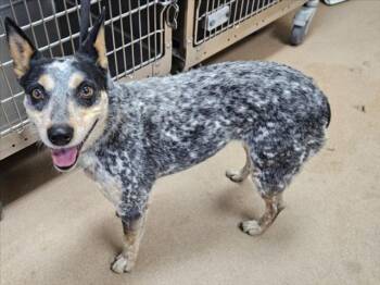TESLA -  Australian Cattle Dog Blue Heeler Dog for Adoption in Norco, California - TESLA | PetCurious
