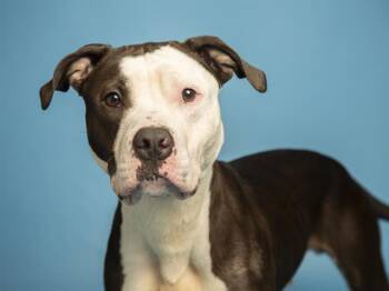 Pit Bull Terrier and Mixed Breed Dogs Available for Adoption - WAYMO | PetCurious