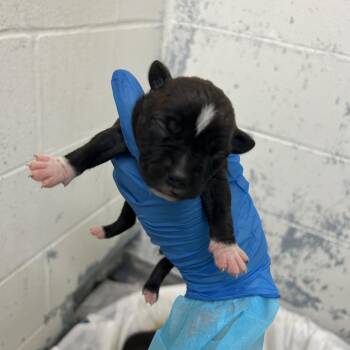 Hereford -  Mixed Breed Dog for Adoption in Indianapolis, Indiana - Hereford | PetCurious
