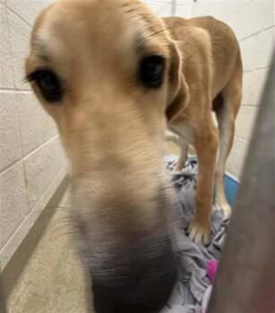 BOONE -  Great Pyrenees and Labrador Retriever Dog for Adoption in St. Louis, Missouri - BOONE | PetCurious
