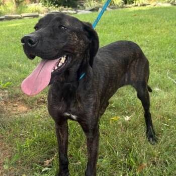 Memphis -  Plott Hound Dog for Adoption in Spring Hill, Tennessee - Memphis | PetCurious