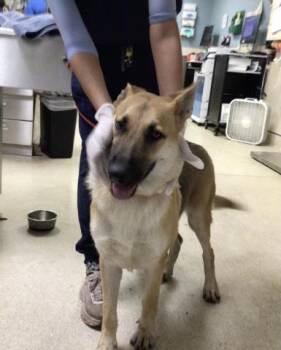 QUEENIE -  German Shepherd Dog Dog for Adoption in Riverside, California - QUEENIE | PetCurious