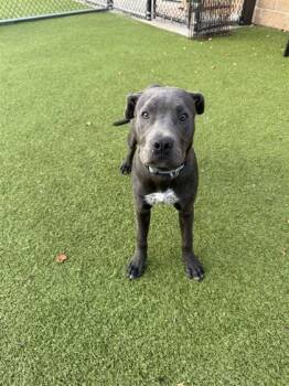 Rescue Pit Bull Terrier and Mixed Breed Dogs for Adoption in Hutchinson, Kansas - Kodah | PetCurious