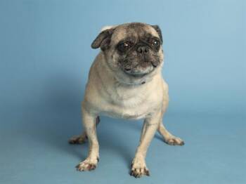 MONICA -  Pug Dog for Adoption in Phoenix, Arizona - MONICA | PetCurious
