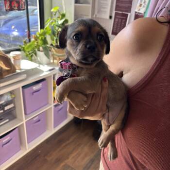 Pawn -  Brussels Griffon and Pug Dog for Adoption in West Hollywood, California - Pawn | PetCurious