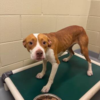 Hattie 7851 -  Mixed Breed Dog for Adoption in Columbus, Georgia - Hattie 7851 | PetCurious