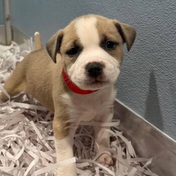 Kaelyn -  Terrier Dog for Adoption in Tampa, Florida - Kaelyn | PetCurious