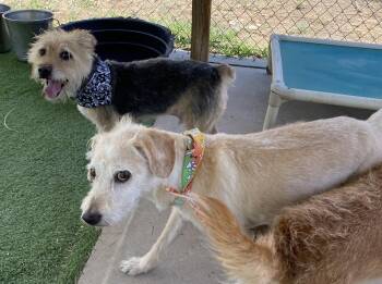 Rescue Terrier Dogs for Adoption in Canutillo, Texas - Benji | PetCurious