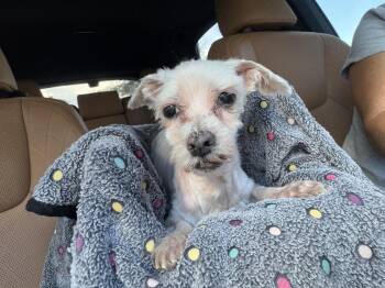 Calypso -  Maltese Dog for Adoption in Melbourne Beach, Florida - Calypso | PetCurious