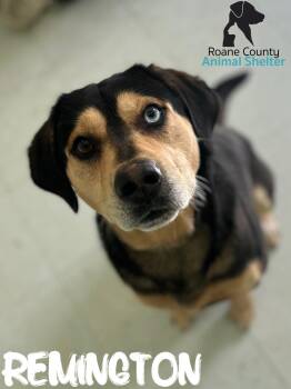 Husky and Pit Bull Terrier Dogs Available for Adoption - Remington | PetCurious