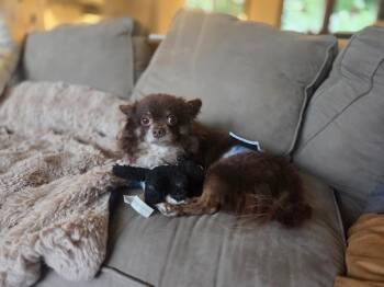 Tangier -  Pomeranian and Chihuahua Dog for Adoption in Minneapolis, Minnesota - Tangier | PetCurious