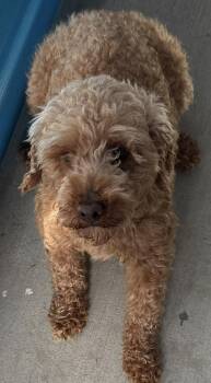 Flame -  Poodle Dog Available for Adoption in Mauston, Wisconsin - Flame | PetCurious