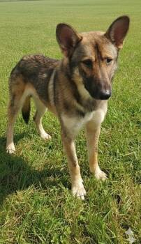 Rescue Shepherd and Mixed Breed Dogs for Adoption in Athens, Alabama - ROCKIE | PetCurious