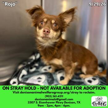 Rojo -  Chihuahua and Mixed Breed Dog for Adoption in Denison, Texas - Rojo | PetCurious