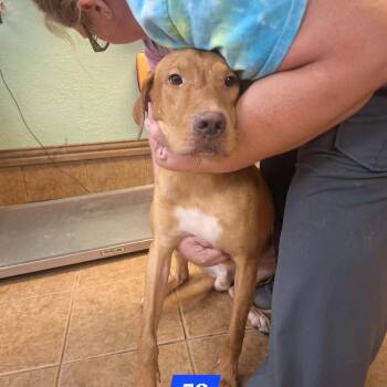 Boone -  Rhodesian Ridgeback Dog for Adoption in Madill, Oklahoma - Boone | PetCurious