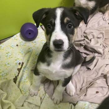 Cattle Dog and Mixed Breed Dogs Available for Adoption - Dumplin | PetCurious
