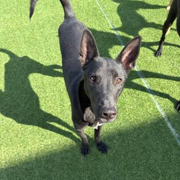 Raon -  Jindo Dog for Adoption in Danvers, Massachusetts - Raon | PetCurious