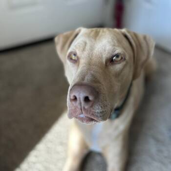 Ronin -  Pit Bull Terrier and Mixed Breed Dog for Adoption in Colorado Springs, Colorado - Ronin | PetCurious