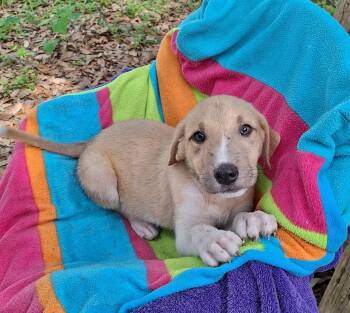 Chasko WV14375-T -  Labrador Retriever Dog Available for Adoption in Missouri City, Texas - Chasko WV14375-T | PetCurious