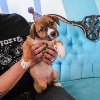 Mixed Breed Dogs Available for Adoption - Supergirl | PetCurious