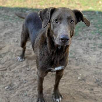 Labrador Retriever Dogs Available for Adoption - Hunter  | PetCurious
