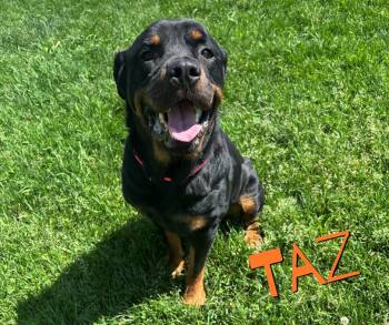 Rottweiler Dogs Available for Adoption in Nevada, Iowa - Taz | PetCurious