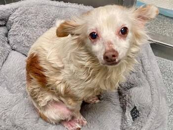 PAMMY -  Papillon and Mixed Breed Dog for Adoption in Tustin, California - PAMMY | PetCurious